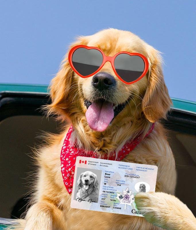 8 Pets Custiom Driver License ID Canada