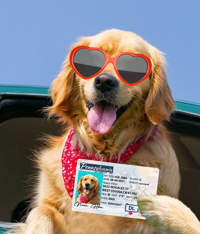 14 Pets Custiom Driver License ID Pennsylvania