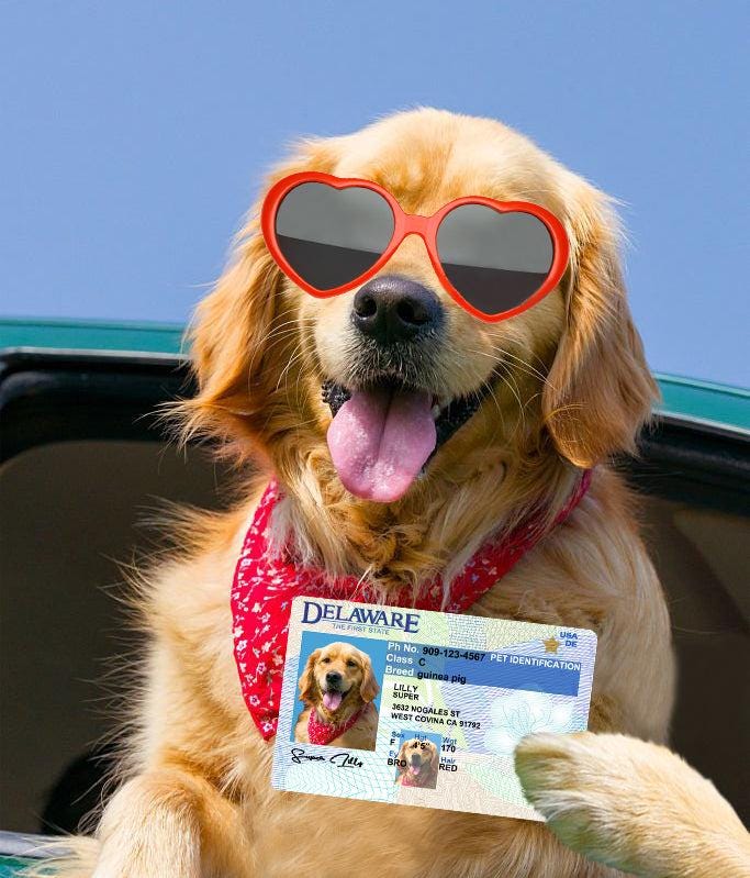 21 Pets Custiom Driver License ID Delaware