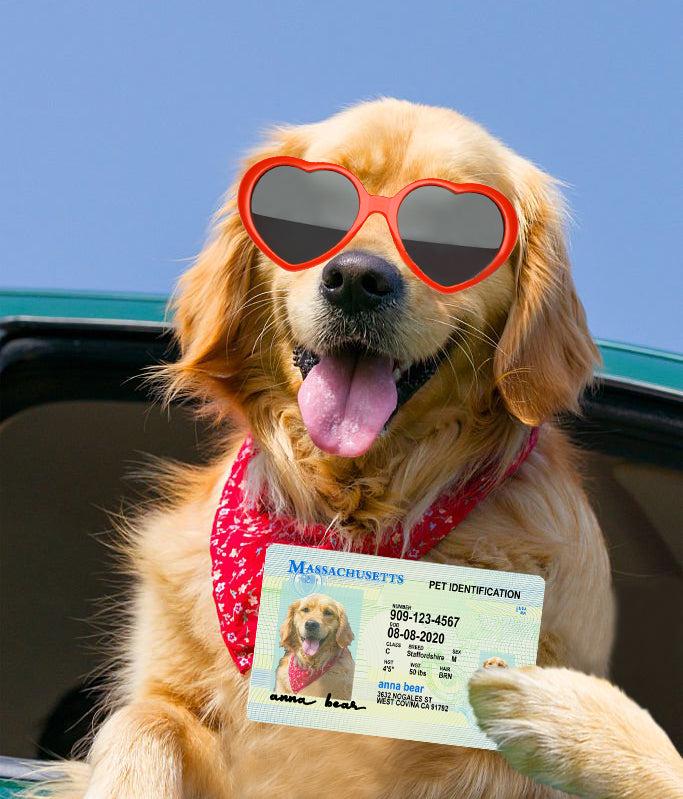 29 Pets Custiom Driver License ID Massachusetts