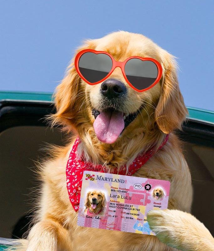 30 Pets Custiom Driver License ID Maryland