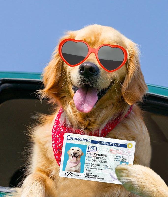 32 Pets Custiom Driver License ID Connecticut